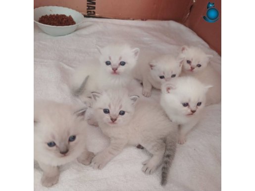 Mavıs gozlu bebeklerım UYGUN