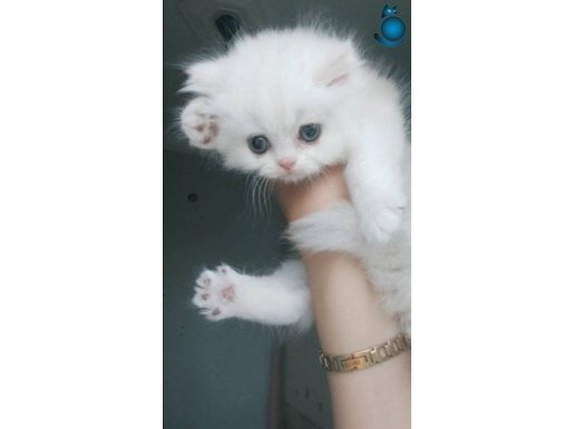 Sarkan british yavrularimiz