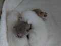 Yavru kedi 
