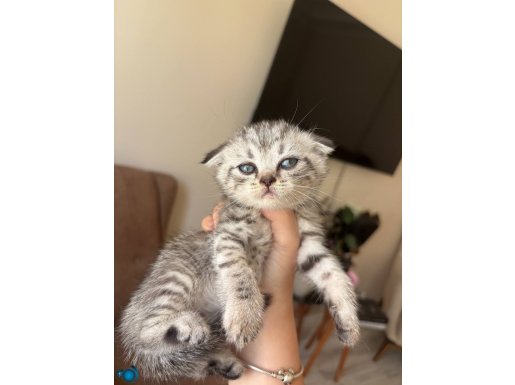 Yavru kedi 