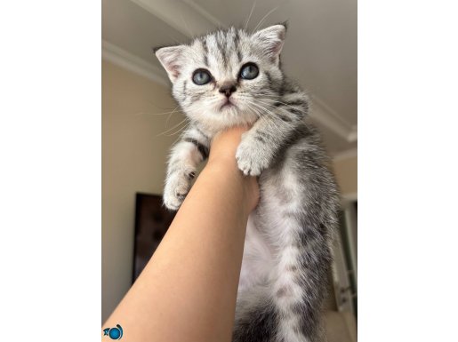 Scottish fold yavru kedi 
