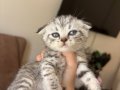Yavru kedi 