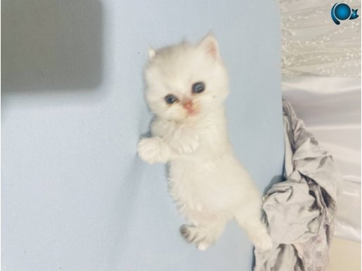 Muhteşem kalitede bebeklet