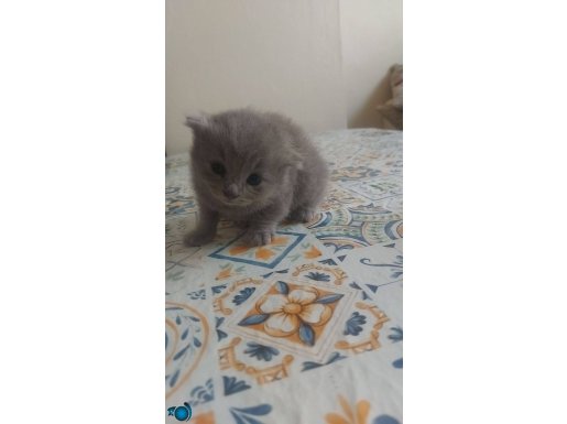 Güzel kedilerim