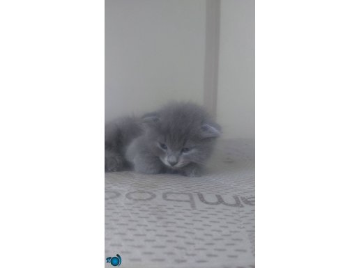 Beyaz yavru ve gri halis kedi