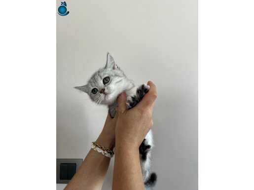 Anne altı yavru kedi 