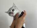Anne altı yavru kedi 
