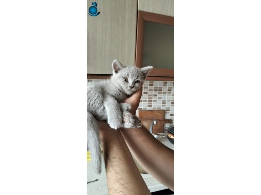 3 Aylık Dişi Yavrumuz