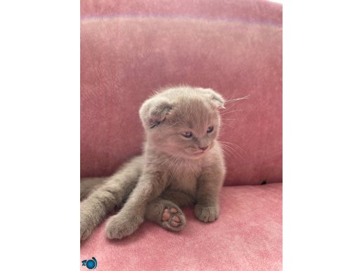 Scotish kırık kulak lilac safkan yavru kediler