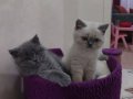 Secereli british shorthair 2 adet yavru gri ve beyaz