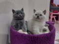 Secereli british shorthair 2 adet yavru gri ve beyaz