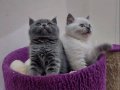 Secereli british shorthair 2 adet yavru gri ve beyaz