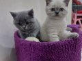 Secereli british shorthair 2 adet yavru gri ve beyaz
