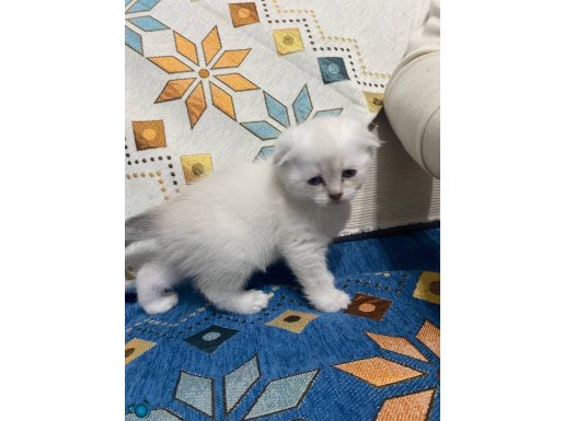 Mükemmel güzellikte bebekler anne Scottish baba blue britsh