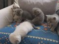 Mukemmel güzellikte bebekler