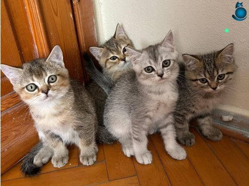 British shorthair yavrusu