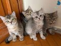 British shorthair yavrusu