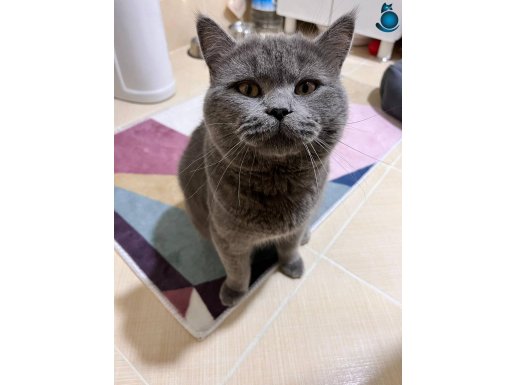 Uysal British shorthair kedimiz 