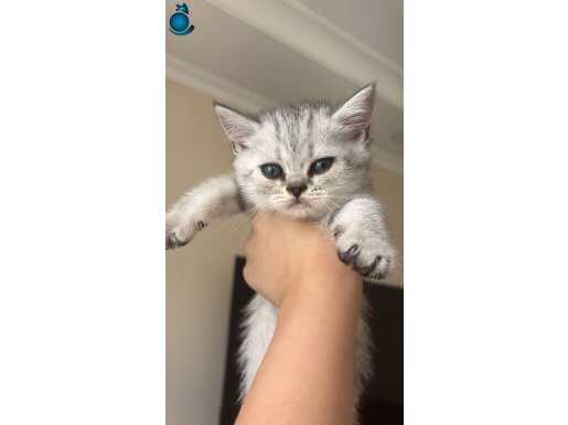 Yavru kedi 