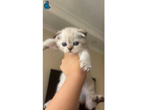 Yavru kedi 