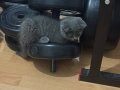 British Shorthair dişi yavru