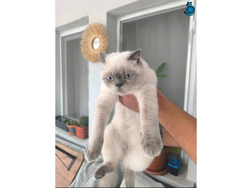 6 aylık yavru uygun fiyatla sahiplendirilecektir