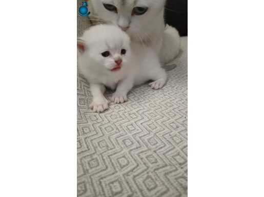 Evinizin neşesi olacak