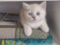 Full şecereli babanin yavruları 