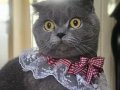 Dumana kedi dostu bir aile arıyoruz ücretsiz 