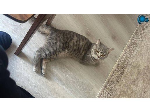 British, bir kez doğum yaptı. kısır değil 