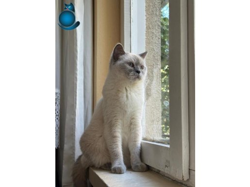 scottish fold kizimiza yuva ariyoruz