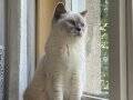 scottish fold kizimiza yuva ariyoruz