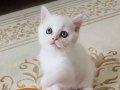 2 AYLIK BRİTİSH SHORTHAİR YAVRUMUZA YUVA ARIYORUZ