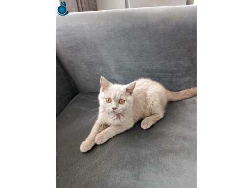 6 Mayıs Doğumlu Safkan Erkek British Shorthair Açıklama Oku!