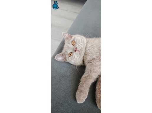 Fawn Rengi Erkek Safkan British Shorthair Açıklama! 