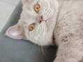 Fawn Rengi Erkek Safkan British Shorthair Açıklama! 