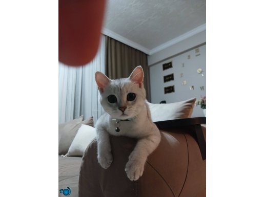 5 aylık erkek kedi çok oyuncudur