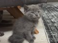 03.07 doğumlu kedilerimiz