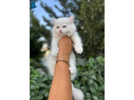Sevimli oyuncu patimiz erkek