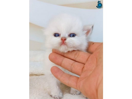 Safkan yavru kedi 
