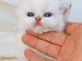 Safkan yavru kedi 