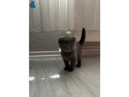 Minik patiler