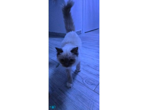 Ragdoll dişi
