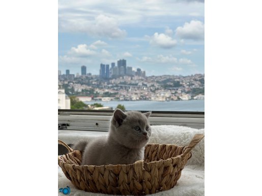 Erkek safkan yavru british shorthair 