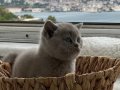 Erkek safkan yavru british shorthair 