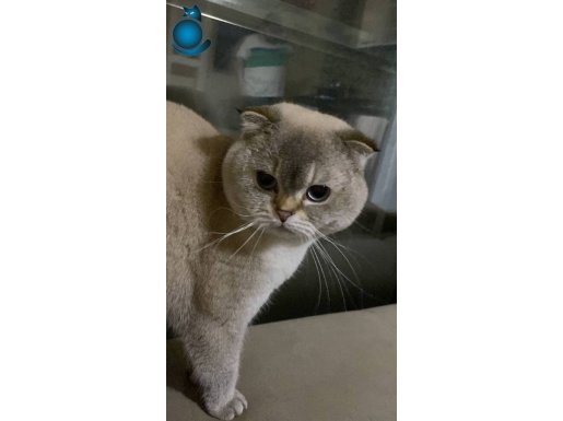 Kedi 