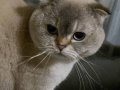 Kedi 