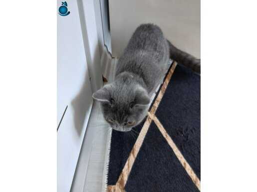 5 aylik gri british satılık yavru kedi 