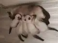 Wc eğitimli siyam yavrular