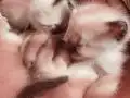 Wc eğitimli siyam yavrular